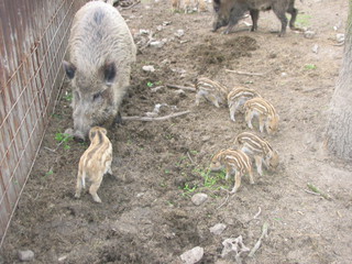 ZOO 2006