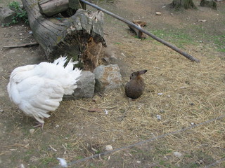 ZOO 2006