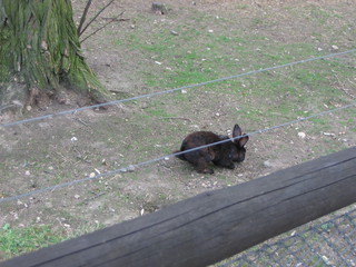 ZOO 2006