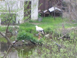 ZOO 2006