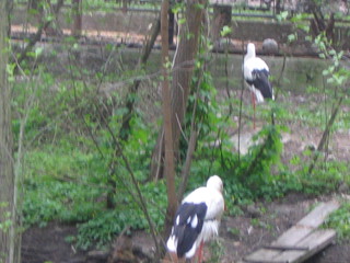 ZOO 2006