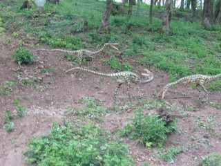 ZOO 2006