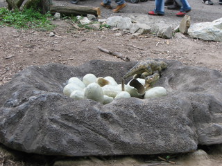 ZOO 2006