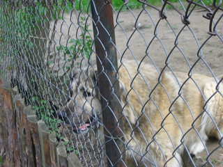 ZOO 2006