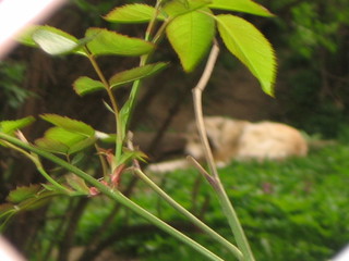 ZOO 2006