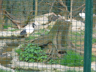 ZOO 2006