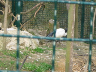 ZOO 2006