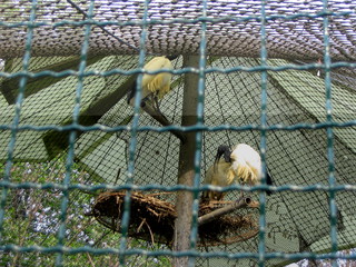 ZOO 2006