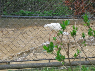 ZOO 2006