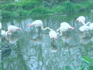 ZOO 2006