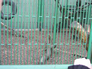 ZOO 2006