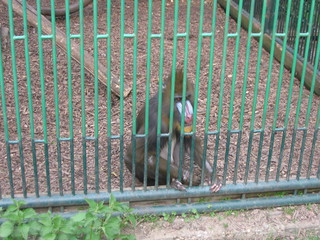 ZOO 2006