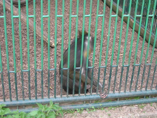 ZOO 2006