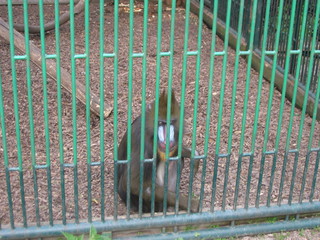 ZOO 2006