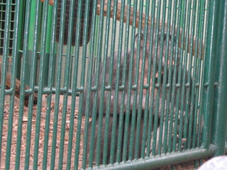 ZOO 2006