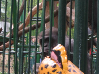 ZOO 2006