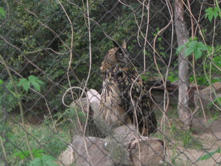 ZOO 2006