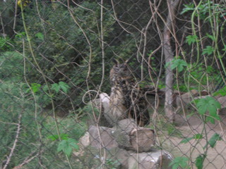 ZOO 2006