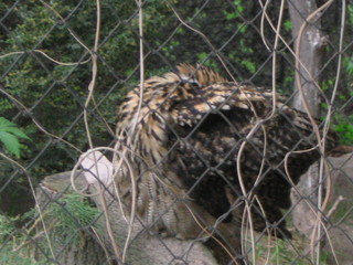 ZOO 2006