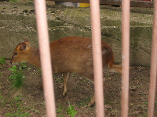 ZOO 2006