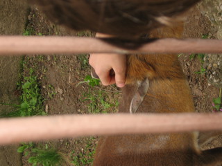 ZOO 2006