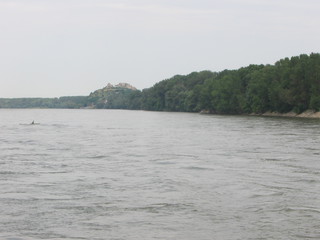 Devin 2006