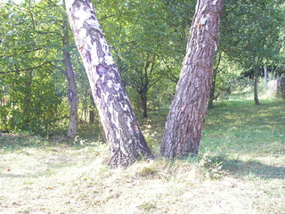 Modrova pri Piestanoch 2006